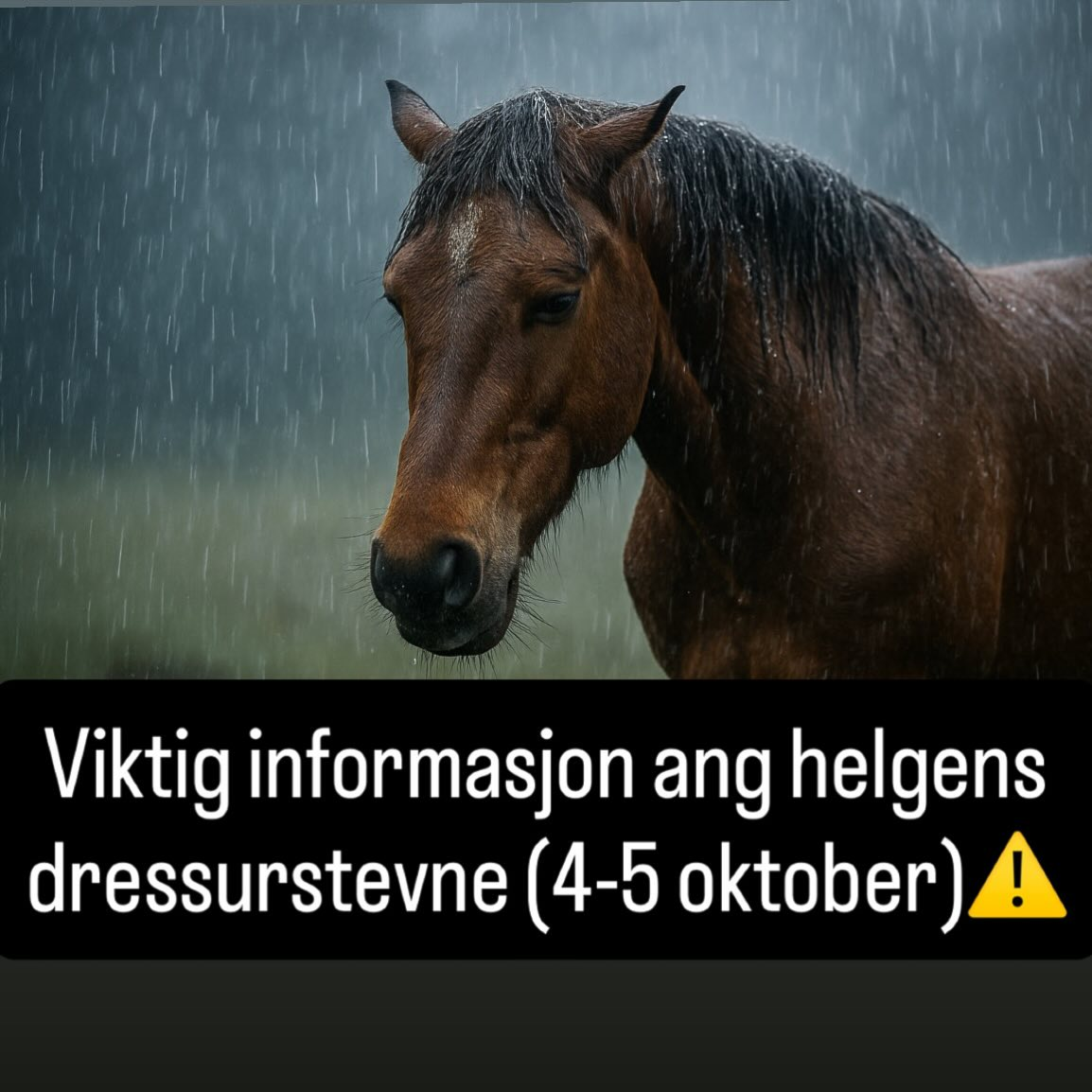 "Amy" avlyser lørdagens dressurstevne😕🐎(4-5 oktober)